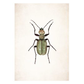Poster A5 - Beetle Green