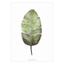 Planten poster - Musa Acuminata