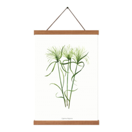 Planten poster - Cyperus Papyrus