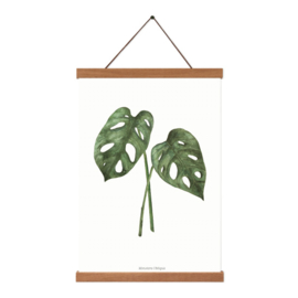 Planten poster - Monstera Obliqua