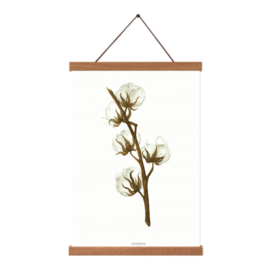 Droogbloemen poster - Gossypium