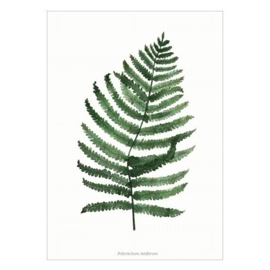 Planten poster - Polystichum Setiferum