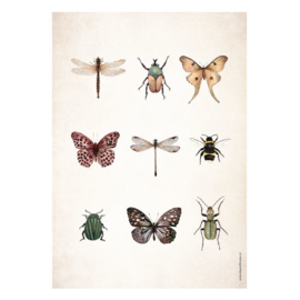 Poster A5 - Insects