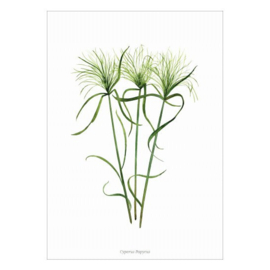 Planten poster - Cyperus Papyrus