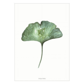 Planten poster  - Ginkgo Biloba