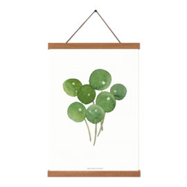 Planten poster - Pilea Peperomioides