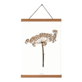 Droogbloemen poster -  Heracleum