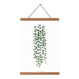 Planten poster - Senecio Rowleyanus