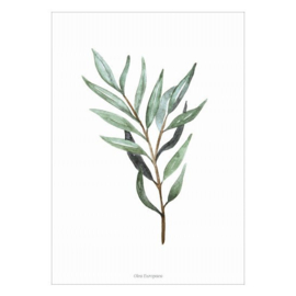 Planten poster - Olea Europaea