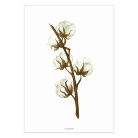 Planten poster - Gossypium