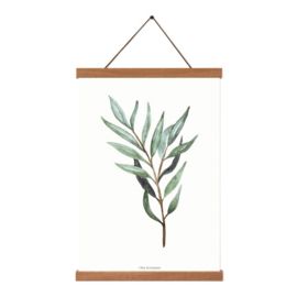 Planten poster - Olea Europaea