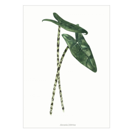 Planten poster - Alocasia Zebrina