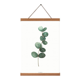 Planten poster - Eucalyptus