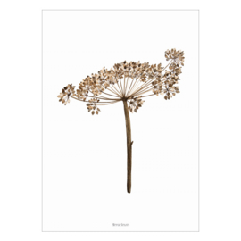 Droogbloemen poster -  Heracleum