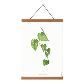 Planten poster - Epipremnum Pictus