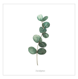 Wenskaart - Eucalyptus