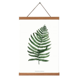 Planten poster - Polystichum Setiferum