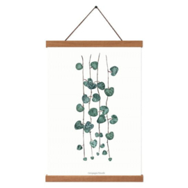 Planten poster  - Ceropegia Woodii