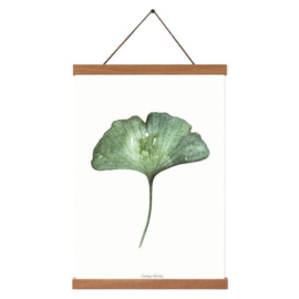 Planten poster  - Ginkgo Biloba