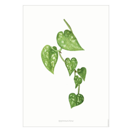 Planten poster - Epipremnum Pictus
