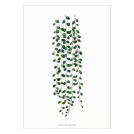 Planten poster - Senecio Rowleyanus