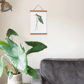 Planten poster - Alocasia Zebrina