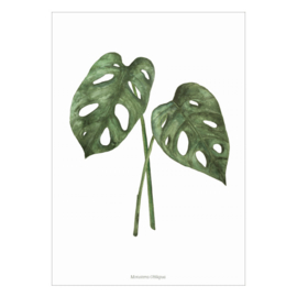 Planten poster - Monstera Obliqua