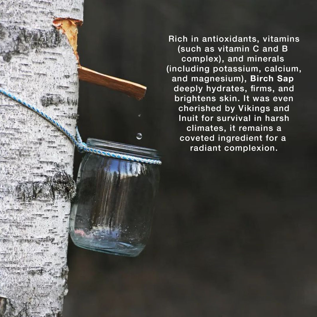 Birch Sap Facial Cleanser ( Mushroom Pack)