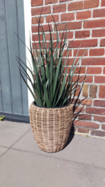 Mooi luxe grote buitenplant Inc pot 85 cm hoog