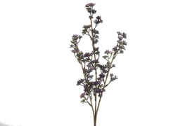 Prunus paars-L17B17H65CM
