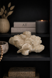 Prachtig Koraal klein