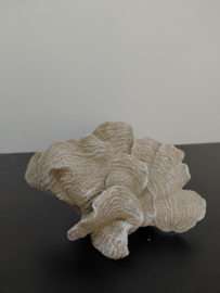 Prachtig Koraal klein