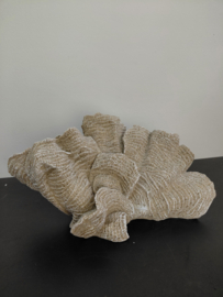 Prachtig Koraal groot