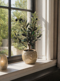 Prachtige olijfboom in luxe pot