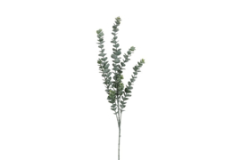 Eucalipthus L groen-L12B12H105CM