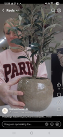 Prachtige olijfboom inclusief pot