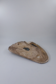 Versteend hout schijf