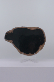 Versteend hout schijf