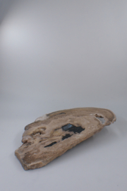 Versteend hout schijf