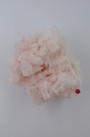 Roze haliet