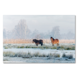 Canvas Exmoor Pony's Winter