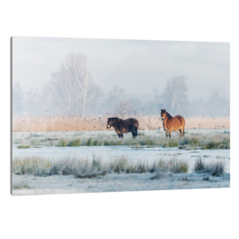 Plexiglas Exmoor Pony's Winter