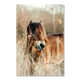 Canvas Exmoor Pony