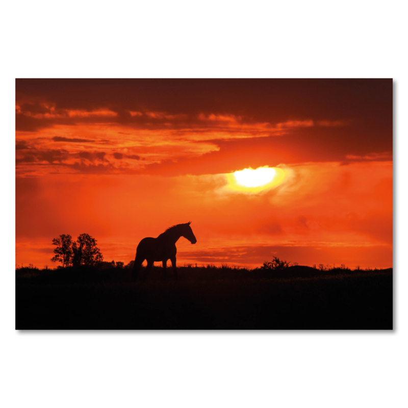 Canvas Paard Zonsondergang