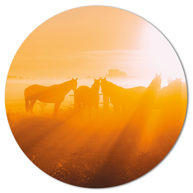 Muurcirkel Paarden in de mist