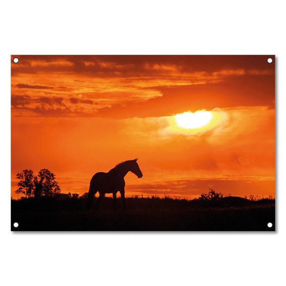 Tuinposter Paard Zonsondergang