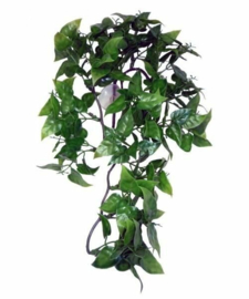 Komodo Philodendron Plant 30 cm