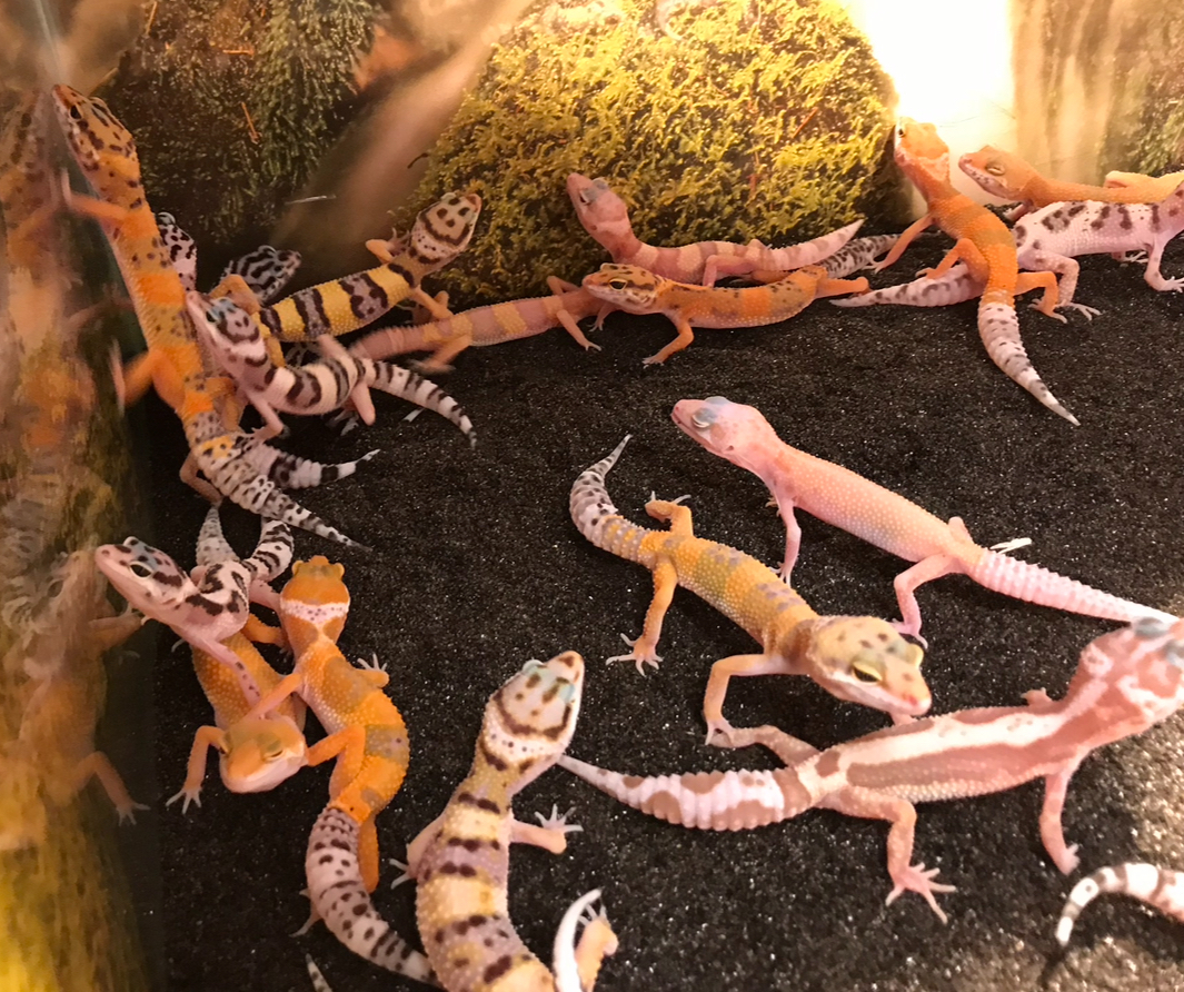 Luipaardgekko