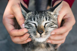 Kattenoppas