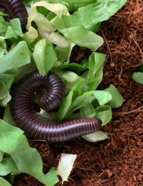 Reptielenoppas (Herpeten)